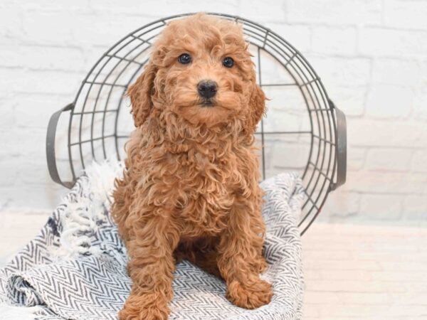 Goldendoodle Mini F1b Dog Female Red 36166 Petland Novi, Michigan