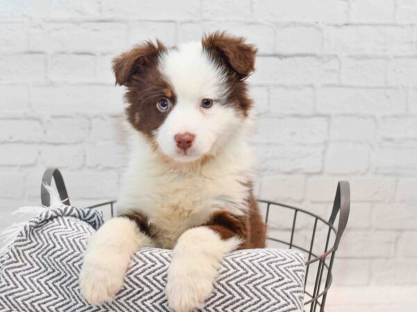 Miniature Australian Shepherd Dog Male Red / White 36168 Petland Novi, Michigan