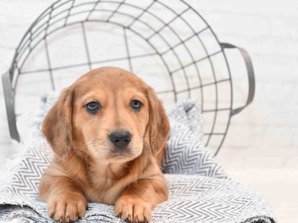 Doxie/Lab-Dog-Male-Sable-36169-Petland Novi, Michigan