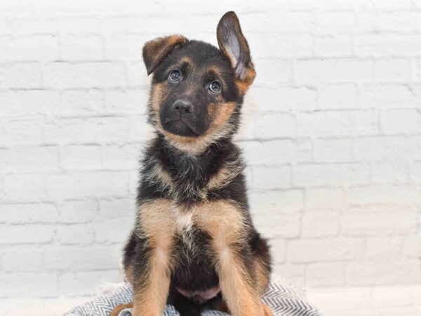 German Shepherd Dog Female Black & Tan 36181 Petland Novi, Michigan