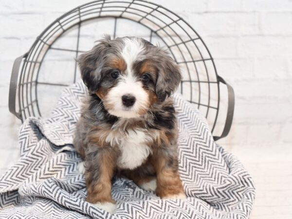 Mini Bernadoodle Dog Female Blue Merle Parti 36177 Petland Novi, Michigan