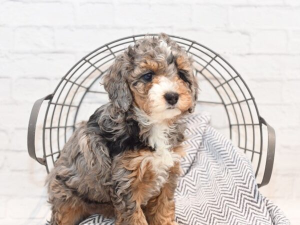 Miniature Poodle Dog Female Blue Merle Tri Markings 36179 Petland Novi, Michigan