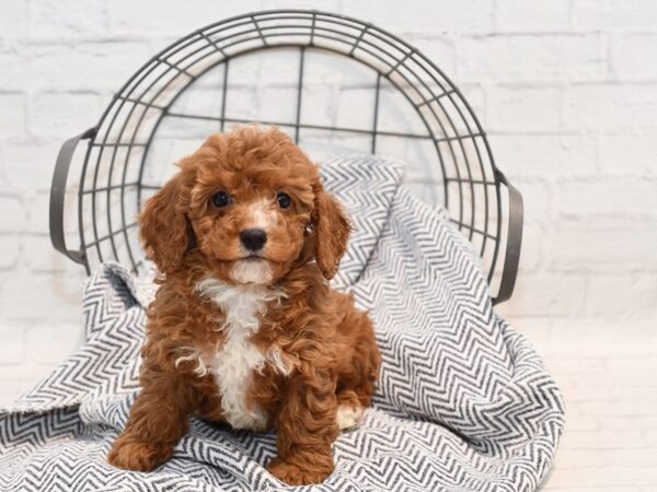 Cavapoo Dog Female Red 36176 Petland Novi, Michigan