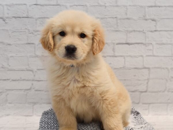 Golden Retriever Dog Male Light Golden 36158 Petland Novi, Michigan