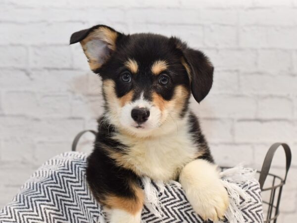 Pembroke Welsh Corgi Dog Male Black Tan / White 36173 Petland Novi, Michigan