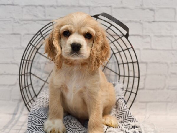 Cocker Spaniel-Dog-Male-Buff-36174-Petland Novi, Michigan