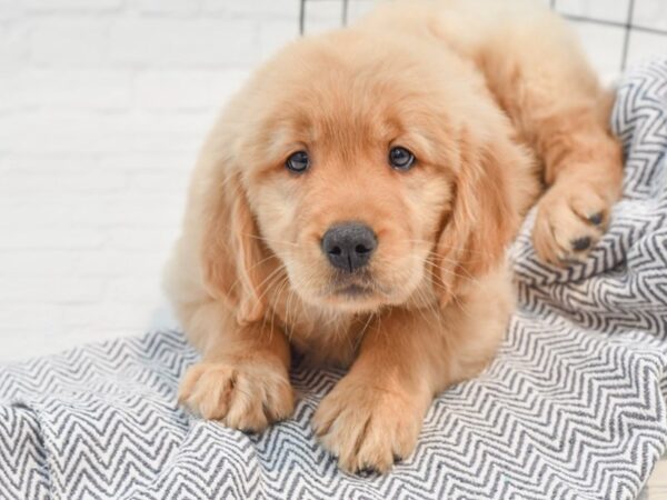 Golden Retriever Dog Male Golden 36184 Petland Novi, Michigan