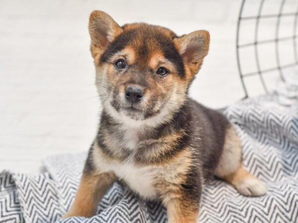 Shiba Inu Dog Male Tri 36187 Petland Novi, Michigan