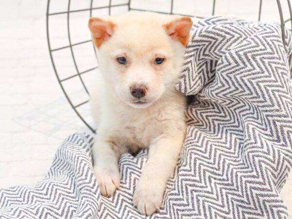 Shiba Inu-Dog-Female-Cream-36188-Petland Novi, Michigan