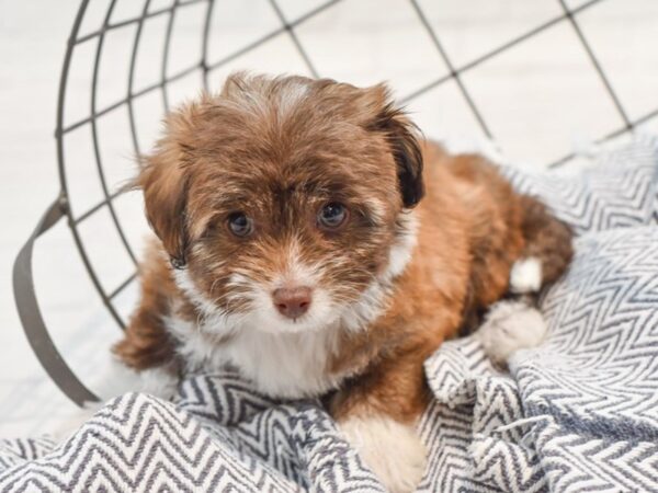 Chih-Poo-Dog-Male-Brown / White-36190-Petland Novi, Michigan