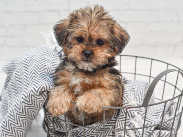 Shorkie Dog Male Brown 36199 Petland Novi, Michigan