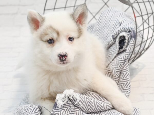 Huskimo Dog Female Black & White 36202 Petland Novi, Michigan