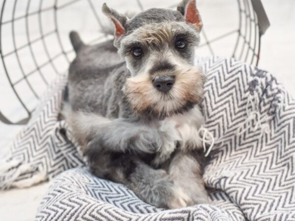 Miniature Schnauzer-Dog-Female-Salt & Pepper-36203-Petland Novi, Michigan