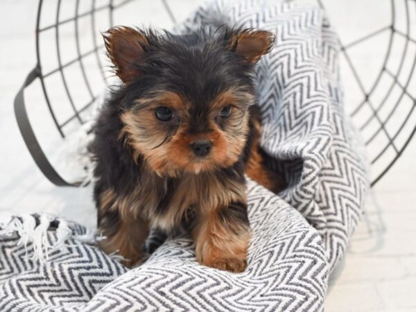 Yorkshire Terrier Dog Female Black & Tan 36206 Petland Novi, Michigan