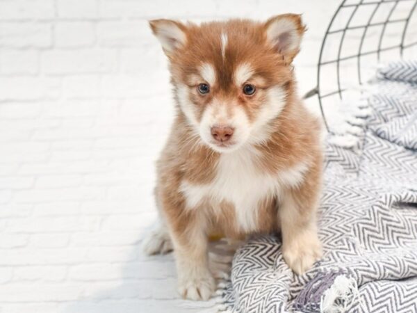 Pomsky Dog Female Red &White 36198 Petland Novi, Michigan