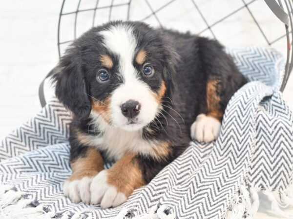 Bernese Mountain Dog Dog Male Black Rust & White 36192 Petland Novi, Michigan