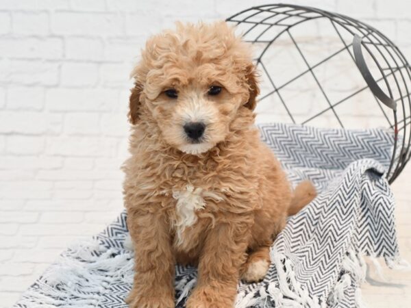 F1 Mini Goldendoodle Dog Female Red & White 36191 Petland Novi, Michigan