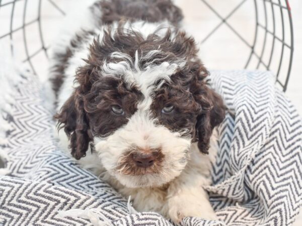 2nd gen mini sheepdoodle Dog Male Chocolate Parti 36193 Petland Novi, Michigan