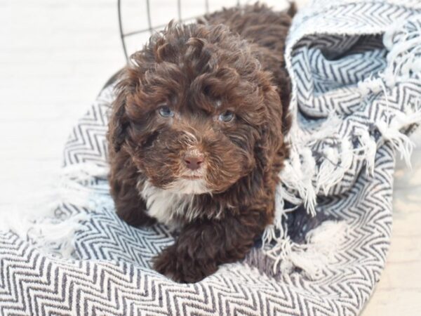 2nd gen mini sheepdoodle Dog Female Chocolate 36194 Petland Novi, Michigan