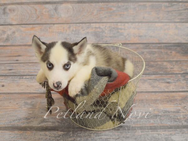 Miniature Husky-DOG-Male-Black & white-29267-Petland Novi, Michigan