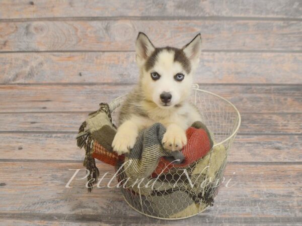 Miniature Husky DOG Female Agouti & White 29269 Petland Novi, Michigan