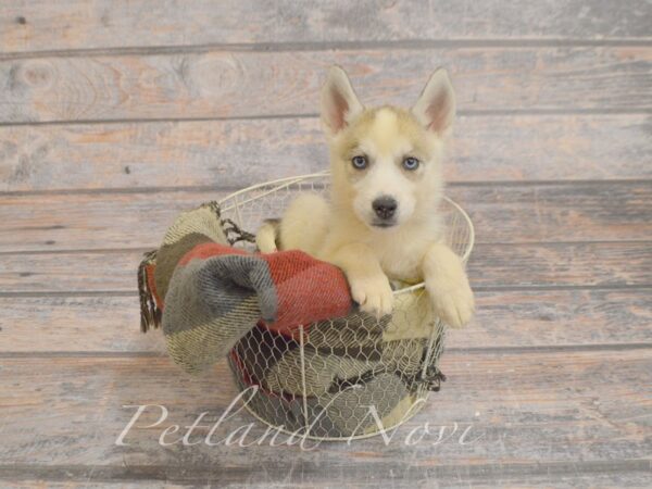 Miniature Husky DOG Female Agouti & White 29270 Petland Novi, Michigan