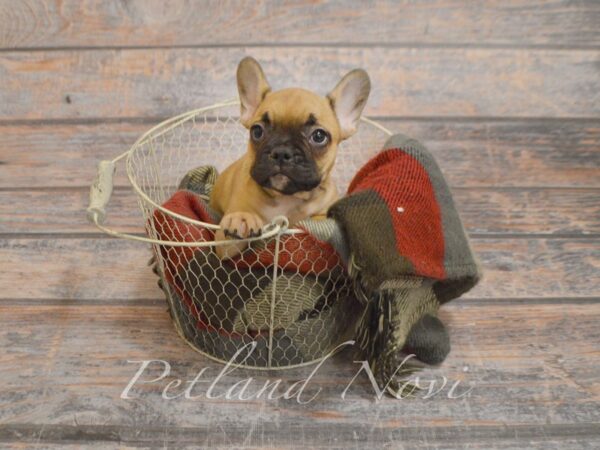 French Bulldog DOG Female Fawn 29277 Petland Novi, Michigan