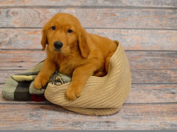 Golden Retriever DOG Male Golden 29323 Petland Novi, Michigan