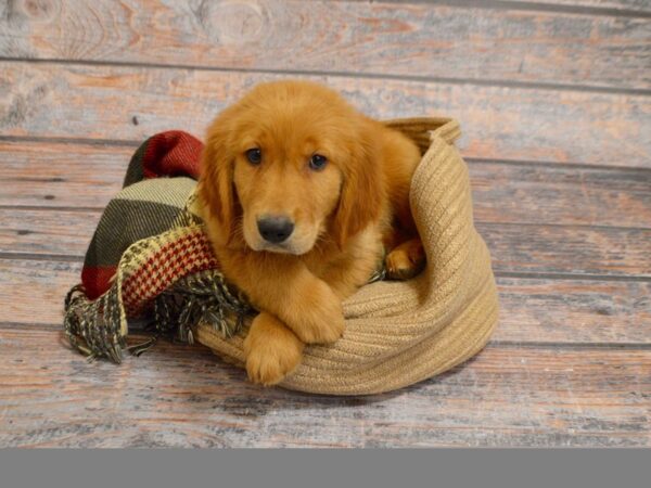 Golden Retriever DOG Female Golden 29324 Petland Novi, Michigan