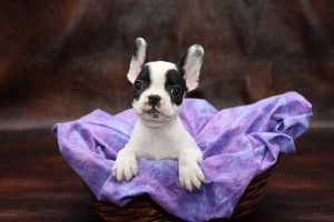 French Bulldog Puppies for Sale