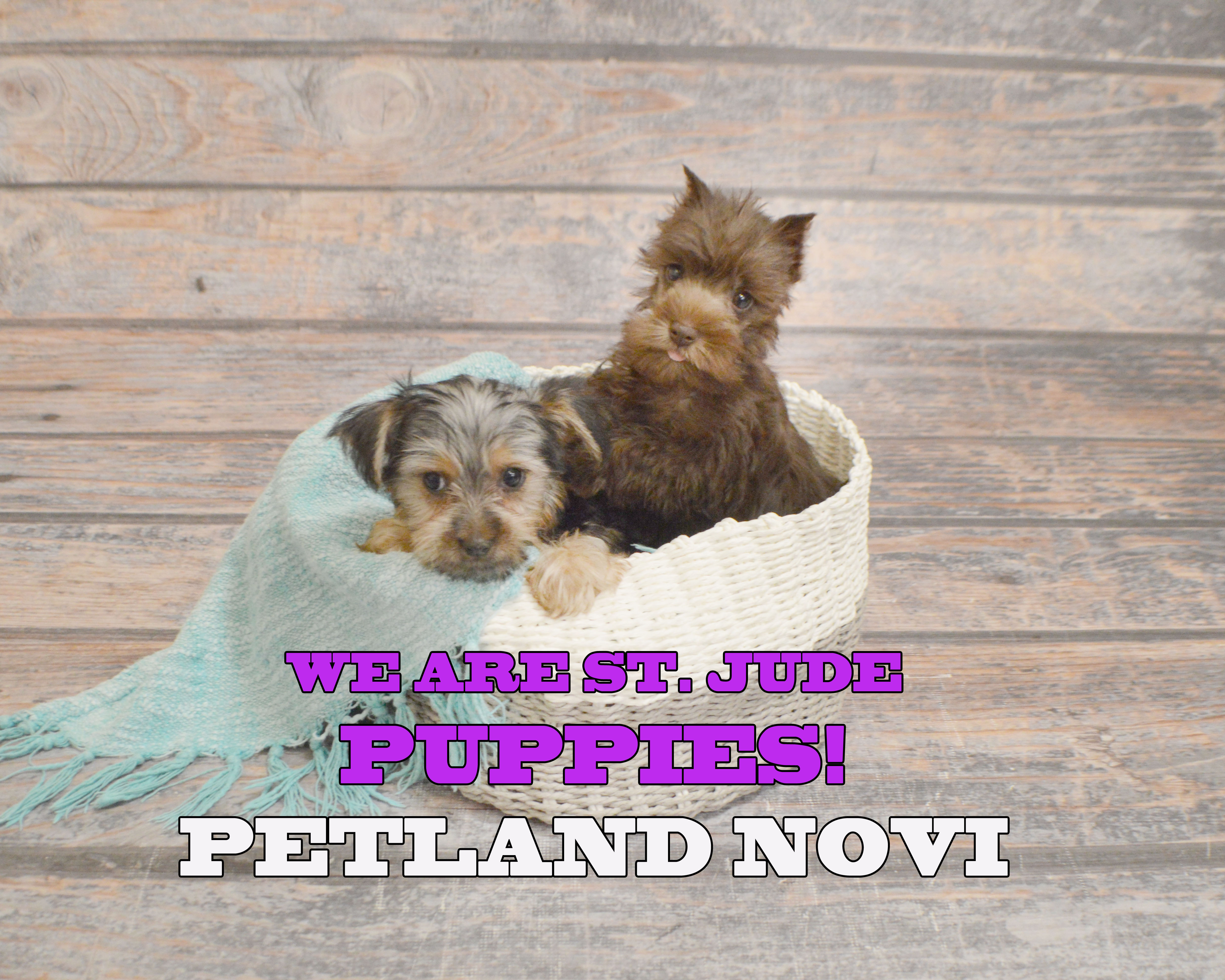 St Jude’s Puppies-Petland Novi