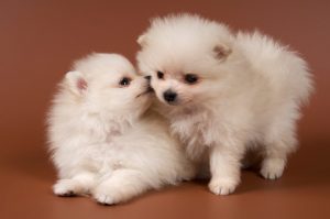 Pet Store Banner