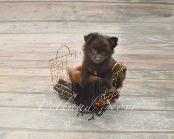 UPDATE…Petland Novi St Jude’s Fundraiser 248-671-6435