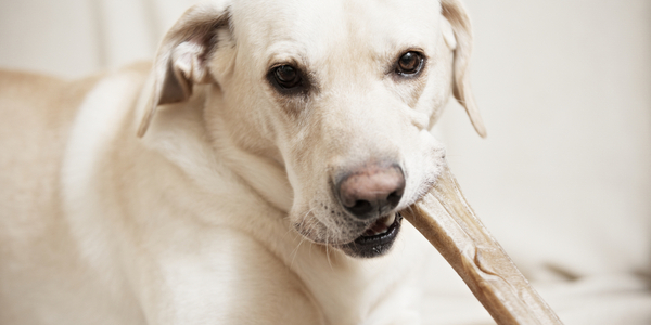 Are Dental Treats and Toys a Good Idea?