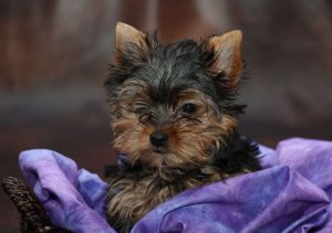 Pet Store Banner