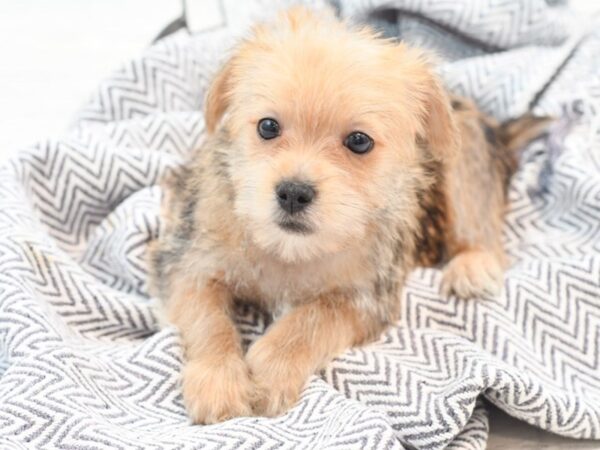 Morkie-Dog-Male-Brindle-36044-Petland Novi, Michigan