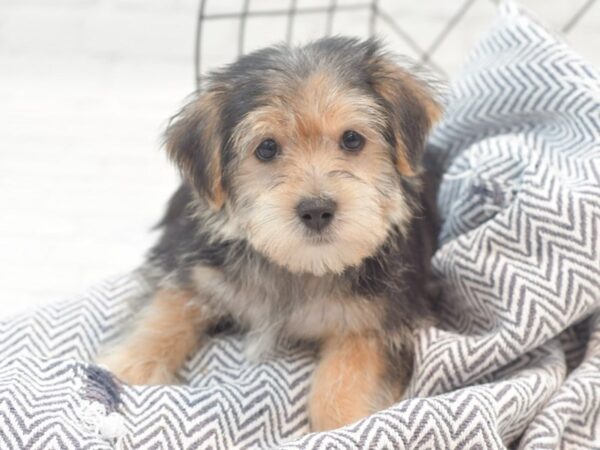 Morkie Dog Male Black & Tan 36045 Petland Novi, Michigan