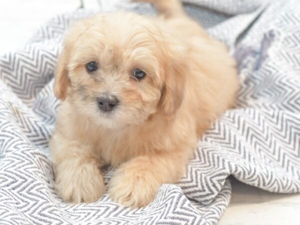 Daisy Dog-Dog-Male-Brown-36047-Petland Novi, Michigan