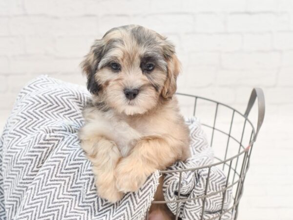 Shihpoo Dog Male Chocolate Merle 36050 Petland Novi, Michigan