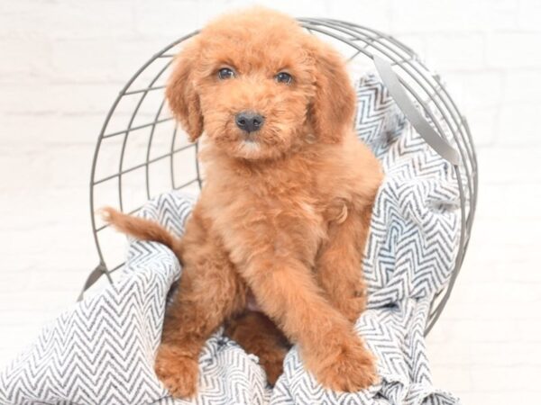 Mini Goldendoodle Dog Male Red 36060 Petland Novi, Michigan