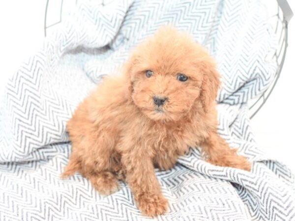 Mini Goldendoodle Dog Female Red 36061 Petland Novi, Michigan