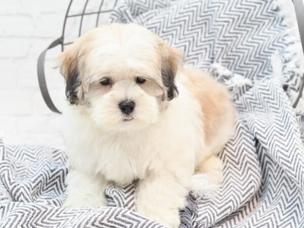 Shihpoo Dog Female Gold & White 36103 Petland Novi, Michigan