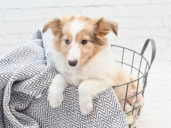 Shetland Sheepdog-Dog-Female-Sable Merle / White-36079-Petland Novi, Michigan