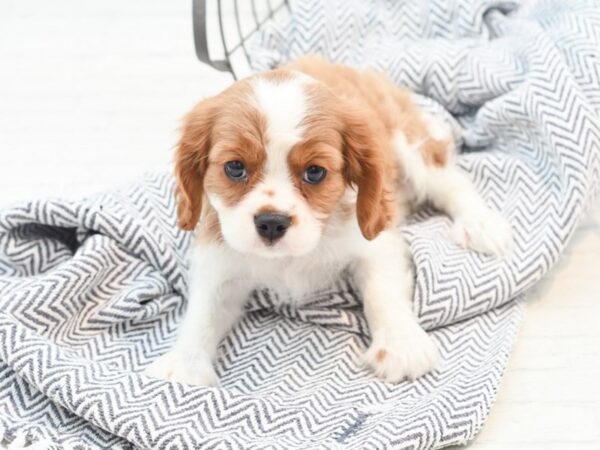 Cavalier King Charles Spaniel Dog Male Blenheim / White 36083 Petland Novi, Michigan