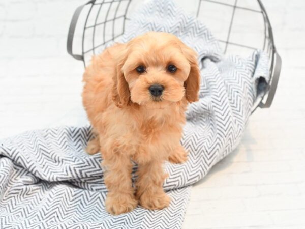 Cockapoo Dog Male Red 36089 Petland Novi, Michigan