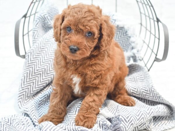 Cavapoo F2-Dog-Male-Red-36099-Petland Novi, Michigan