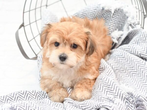 Yochon-Dog-Male-Sable-36101-Petland Novi, Michigan