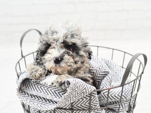 Mini Goldendoodle-Dog-Female-Blue Merle-36094-Petland Novi, Michigan