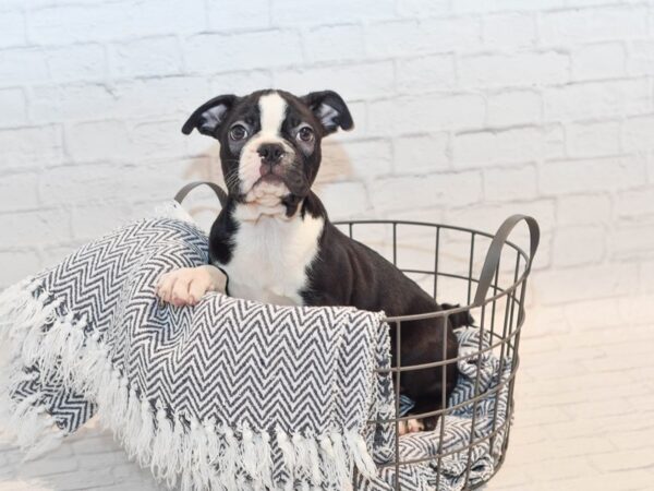 Boston Terrier-Dog-Male-Black / White-36108-Petland Novi, Michigan