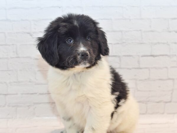 Newfoundland Dog Female Black / White 36110 Petland Novi, Michigan